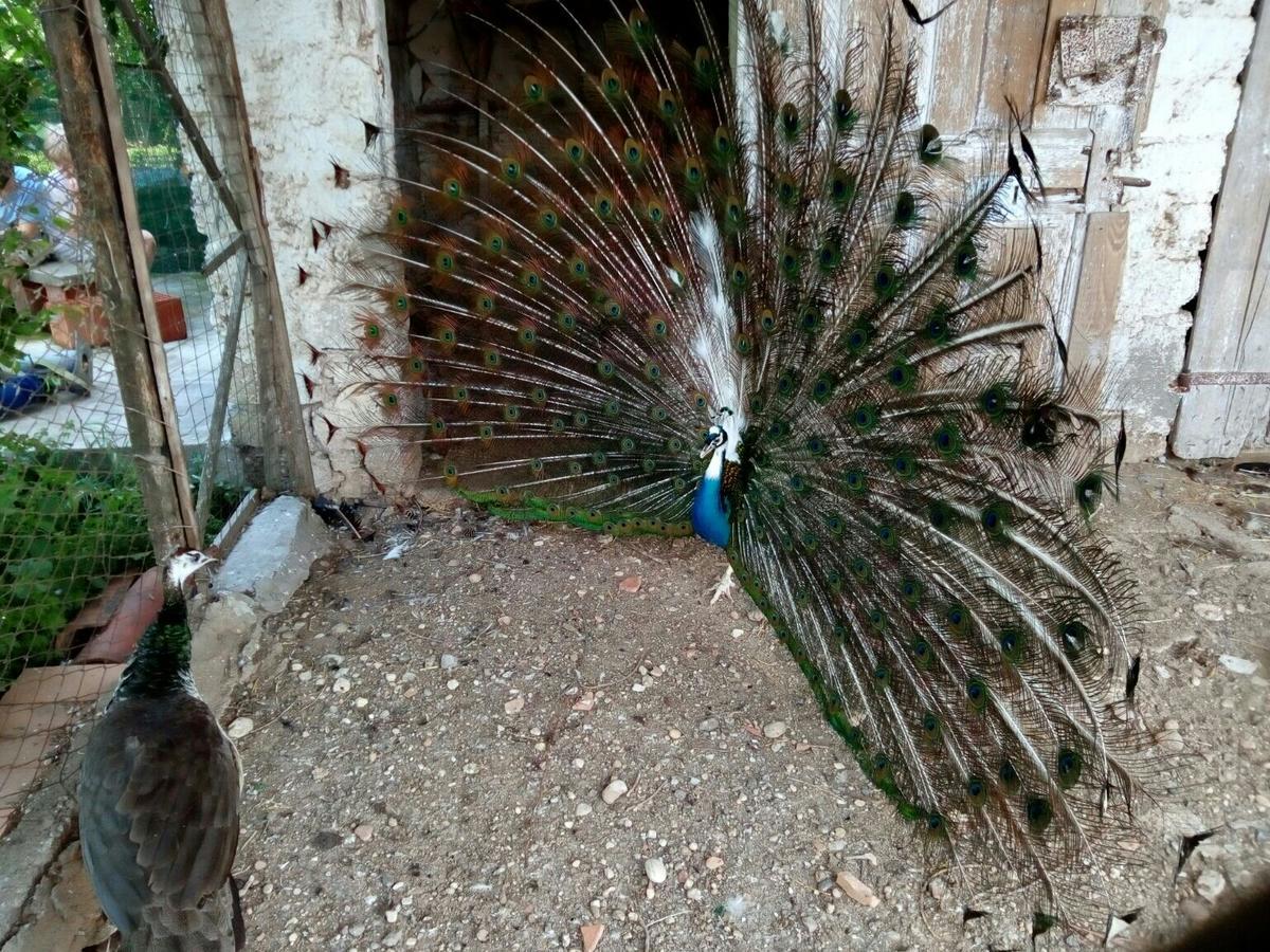 Agriturismo La Pace Βίλα Valeggio sul Mincio Εξωτερικό φωτογραφία